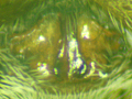 Pardosa pullata